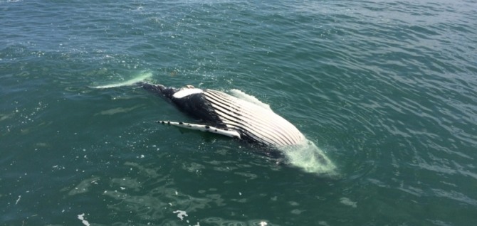 미국 동부지역 해안에서 떼죽음 당한 고래로, 美 해양대기국이 '이상 죽음 사건(UME)'을 선포했다. 자료=NOAA