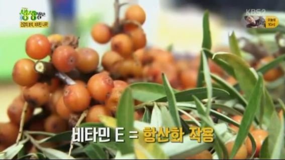 ‘비타민 나무’라고 불리는 산자나무가 미세먼지 차단에도 효과가 있는 것으로 알려졌다. /출처=KBS 생생정보통 방송화면