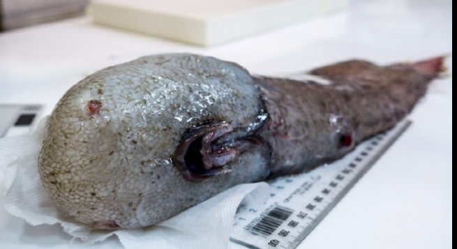 호주 멜버른의 빅토리아 박물관이 공개한 ‘얼굴 없는 물고기’ 
