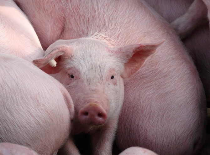 중국 국무원 입법부에서 '돼지 도살 규정'을 개정하고, 돼지고기 및 가공식품에 대한 리콜 시스템을 설립 한다고 발표했다. 자료=글로벌이코노믹