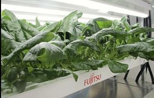 후지쯔그룹이 반도체공장의 클린 룸을 활용해 일반 시금치보다 철분 함량을 75% 높이고 칼륨 함량을 3분의 1로 줄인 시금치를 생산하는 데 성공했다.