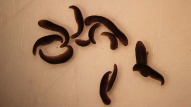 우주에 다녀온 플라나리아는 어두운 곳보다는 밝은 곳을 좋아하는 것으로 나타났다. 사진=터프츠대학