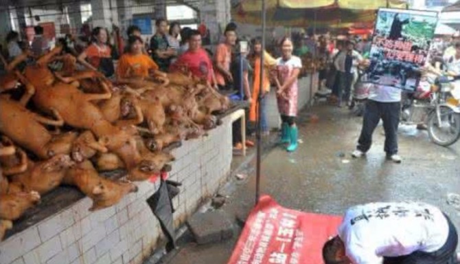 중국 광시 위린(玉林) 개고기 축제 기간에는 평균 1만마리의 개가 도살된다. 자료=글로벌 이코노믹