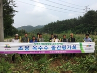 익산 초당옥수수 중간평가회 (익산시 농업기술센터)