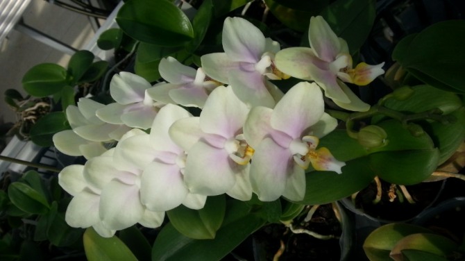 그린웨딩. 경상남도농업기술원=제공