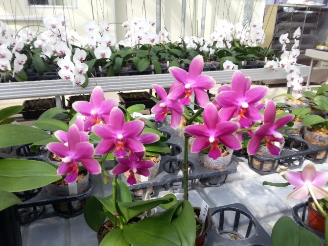 상남도농업기술원 화훼연구소가 육성한 고부가가치 호접란 품종에 대한 품종보호권을 확보했다.사진은 브라보 스타. 경상남도농업기술원=제공