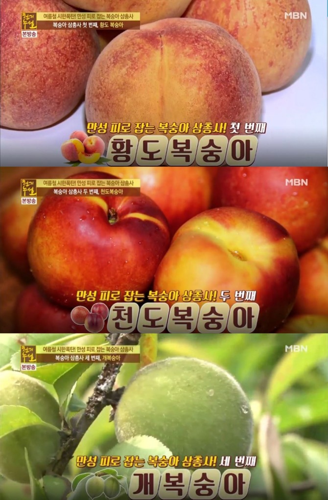 '천기누설' 더위·당뇨·염증·만성피로·독소배출에 좋은 음식 & 백도 복숭아 병조림 만드는 법 / 천도 복숭아 말리는 법…백도·황도·천도·개 복숭아 효능효과...만성피로로 인한 질환에 따라 골라 먹는 맞춤 복숭아가 따로 있다며 황도 복숭아, 천도 복숭아, 개복숭아(산복숭아, 돌복숭아)를 소개했다. /사진=MBN '천기누설' 269회 <‘여름철 시한폭탄! 만성피로 잡는 복숭아 삼총사! 황도복숭아, 천도복숭아, 개복숭아> 편 방송캡처