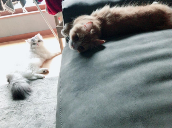 배우 윤균상의 반려묘 쿵이와 몽이. 사진=윤균상 인스타그램. 