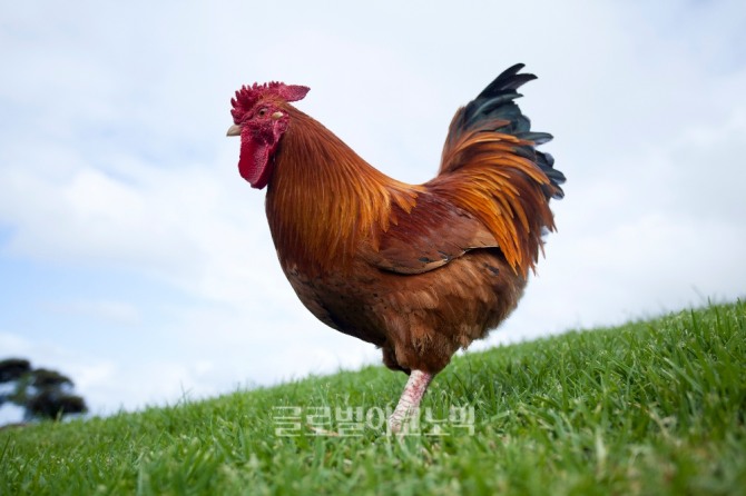 살충제 달걀 파동에 이어 산란계 농장 2곳의 닭에서도 DDT 성분이 나와 충격을 주고 있다.