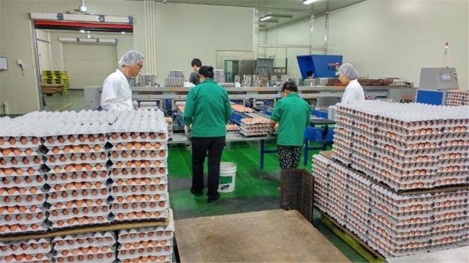 농림축산식품부는'부실 조사' 논란이 일었던 420개 농장에 대해 추가로 보완검사를 실시한 결과 전북과 충남등 3개 농장에서 유통이 불가능한 '살충제 계란'을 검출했다./사진=식약처