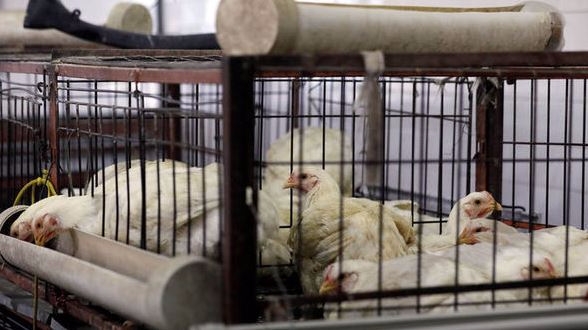 폴란드에서 독일산 '살충제 닭'이 유통돼 충격을 주고 있다. 폴란드 보건당국은 '살충제 닭' 5000마리를 회수했다고 밝혔다. 사진=로이터/뉴스1