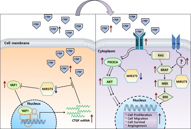 MIR375의 CTGF 발현 조절을 통한 EGFR 하위 신호전달 조절 기전