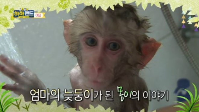 [MBC 편성표] '하하랜드' 동물원 아기원숭이 '몽이', 16마리 페럿 이야기…'별별며느리'는 월화드라마!...8월 30일(수요일) MBC 편성표에 따르면 오후 8시 55분 수요일 시사/교양프로그램 ‘하하랜드’ 5회가 방송된다. ‘하하랜드’ 5회에서도 “사람과 동물이 함께 행복하게 살 수 있는 방법에 대한 이야기”는 이어진다. /사진=MBC 수요일 시사/교양프로그렘 '하하랜드' 5회 예고방송캡처