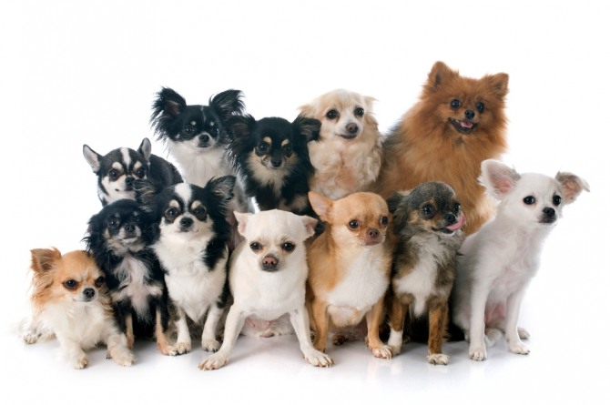 미국 오하이오주 애완동물 가게 펫랜드의 강아지와 접촉한 사람들이 장염과 식중독을 일으키는 '캄필로박터 균'에 감염돼 충격을 주고 있다. 자료=글로벌이코노믹