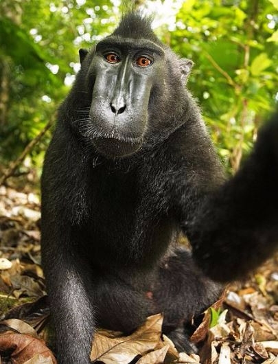원숭이 나루토의 셀카 사진.