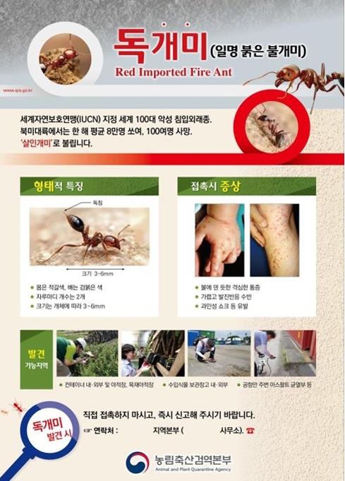맹독성 붉은 독개미가 부산에서 발견돼 방역 당국이 비상에 걸렸다.