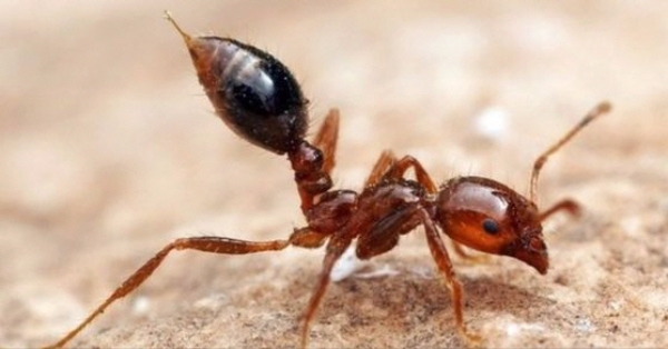 지난달 28일 부산 감만부두에서 살인개미로 불리는 맹독성 붉은 독개미가 발견돼 정부가 긴급 대응에 나섰다.