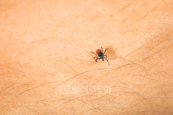 살인 진드기, 붉은 독개미 등 ‘독충 공포증’이 확산되고 있다.