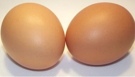 벨기에 유기농 계란에서 발암물질 PCBs 초과 검출돼 파문이 일고 있다.