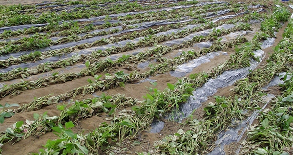 물 폭탄을 맞은 콩 재배 농가의 피해 모습