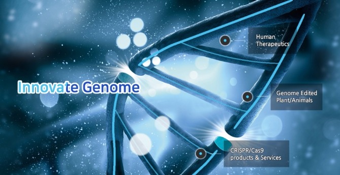 툴젠은 유전자교정 기술에 대한 원천특허를 바탕으로 질병 치료제 및 동·식물 육종 분야 등에서 연구와 사업을 진행하는 바이오 벤처기업이다. 자료=툴젠