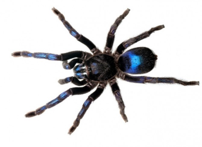 남미 가이아나에서 발견된 코발트 블루 빛 신종 독거미 타란튤라.