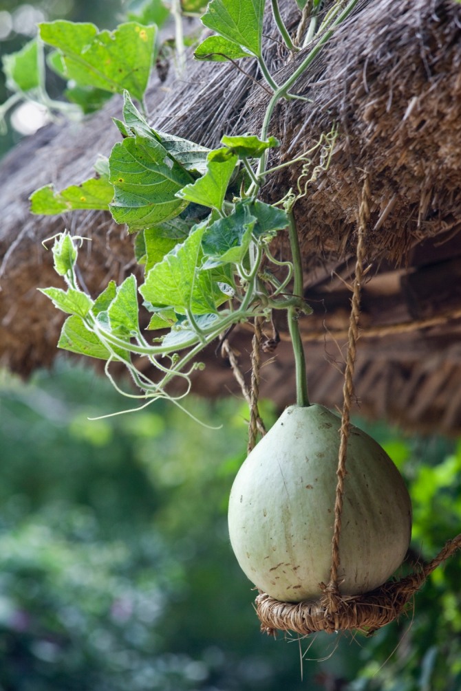 시골 초가집 처마에 달려 있던 박. 박은 반찬으로도 애용되고, 껍질을 말려 바가지로도 사용된다. 자료=글로벌이코노믹