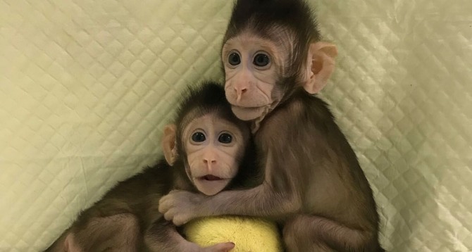 중국 상하이의 연구팀이 동일한 유전자를 가진 짧은꼬리 원숭이를 복제해 2마리를 탄생시켰다. 자료=셀
