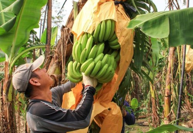 타이완 농업위원회가 일본 시장 수출 강화를 목적으로 바나나 농가 육성 프로젝트를 실시한다. 자료=중앙사