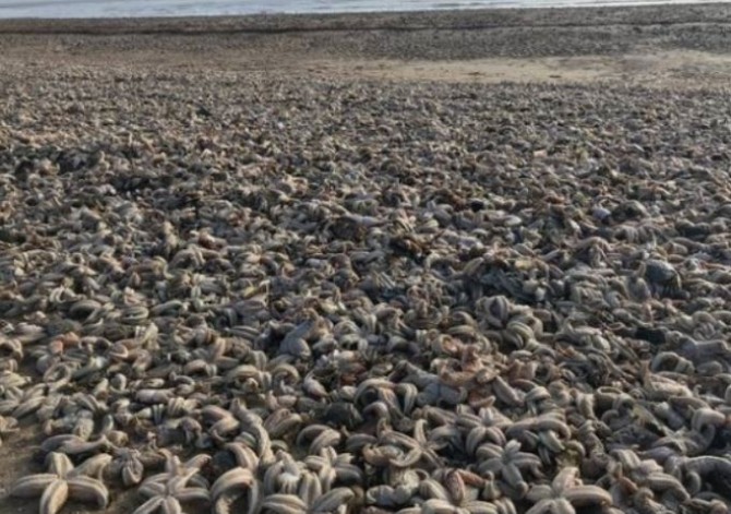 영국 캔트 해안에 몰려든 불가사리 사체.