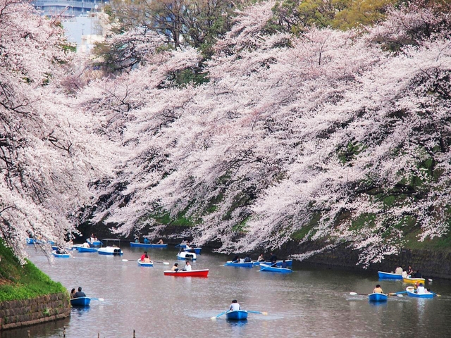 올봄 벚꽃관광을 위해 일본을 방문하는 중국인 관광객은 60만명, 소비 총액은 한화 약 1조3000억원을 넘어설 것으로 예측된다. 사진은 도쿄 천황궁 명소. 자료=4트래블