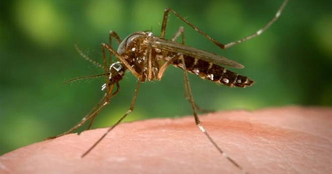 황열병은 아프리카와 남아메리카 지역에서 유행하는 바이러스에 의한 출혈열로, 모기에 의해 전파된다. 자료=CDC