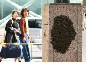 일본 후쿠오카현 텐진의 번화가에 수천 마리의 꿀벌이 출연해 가로등 기둥에 달라붙어 있다.