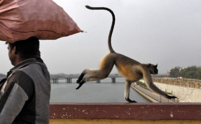 야생 원숭이가 인도 아마다바드 주 사바르마티강 다리를 건너고 있다. 사진=로이터/뉴스1