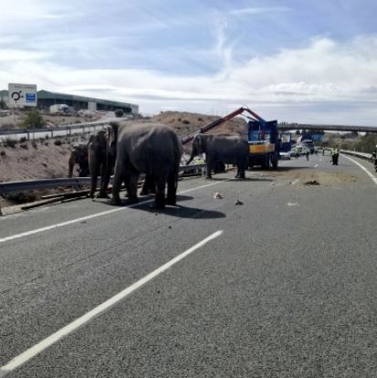 '서커스용' 코끼리가 스페인 남동부 고속도로에서 차선을 따라 이동하고 있다. 사진=트위터