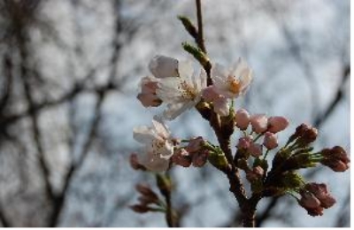 일본 센다이 등 일부 지역에서 벚꽃이 피는 이상 현상이 일어났다. 사진=기상청