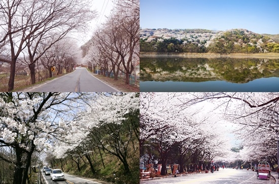 드라이브하기 좋은 경기도 벚꽃길. 사진=가평시블로그, 경기관광포털, 광주시블로그