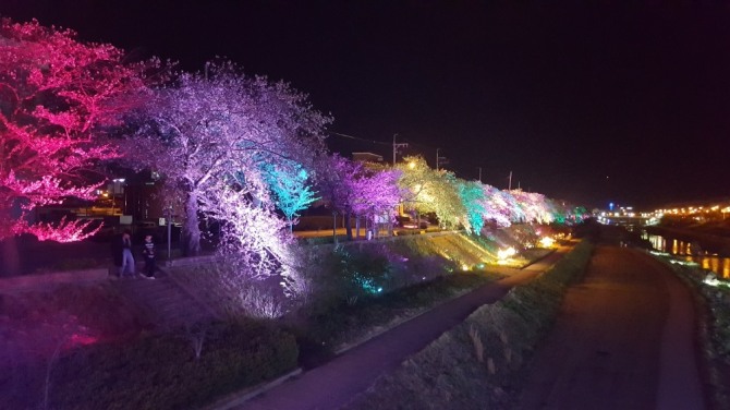 정읍 벚꽃축제 야간경관 조명(정읍시=제공)