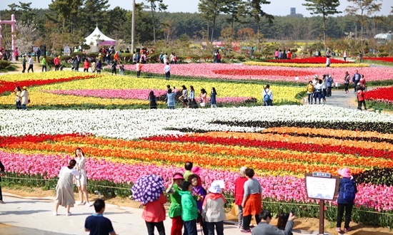 태안 튤립축제가 오는 5월13일까지 안면도 꽃지 해안공원에서 개최된다. 사진=태안군청