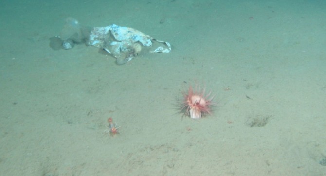 마리아나 해구의 1만m가 넘는 깊은 해저에서 비닐 봉투가 발견됐다. 자료=마린 폴리시