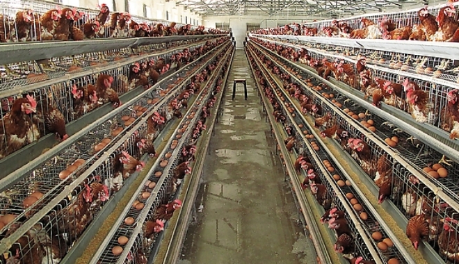 최근 급격히 증가하고 있는 인도 시장의 계란 수요에 대응해 양계 농장들의 투자가 확대되고 있다. 자료=글로벌이코노믹