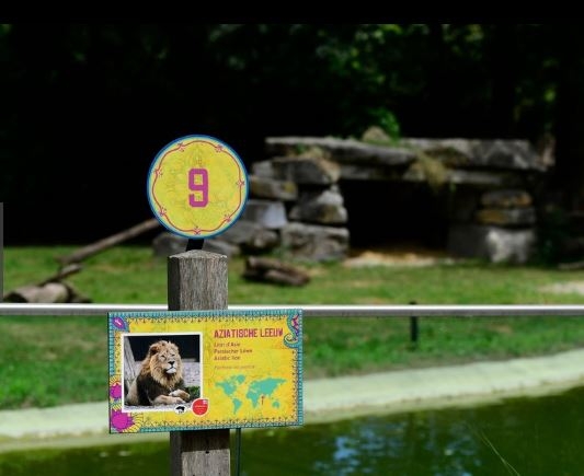암사자 한 마리가 탈출해 경찰에 의해 사살된 벨기에 플랑켄달 동물원.