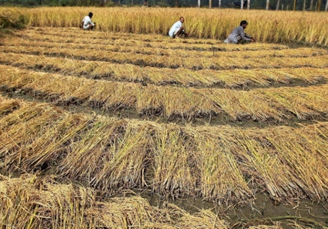 인도 CCEA는 우기(6~9월)에 수확된 작물의 최저지원가격(MSP)을 인상한다고 밝혔다. 자료=인디아TV