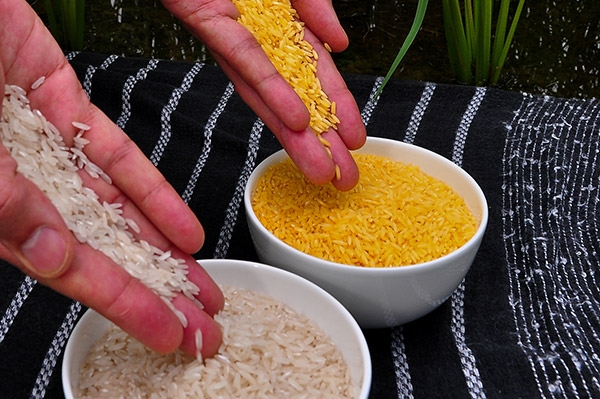 착색되지 않고 생산품 자체가 황금색인 쌀. 자료=국제미작연구소 블로그 캡쳐