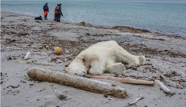 스발바르제도에서 크루즈선 승무원을 습격했다가 사살당한 북극곰. 사진=로이터/뉴스1