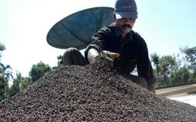 베트남은 후추 생산량의 95%를 수출하고 전세계 시장의 62%를 점유한 후추 수출강국이다.