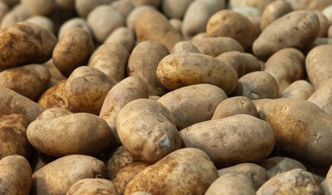 농촌진흥청 해외농업기술개발사업(KOPIA) 캄보디아 센터가 현지 감자 생산을 가능하게 할 것으로 보인다.