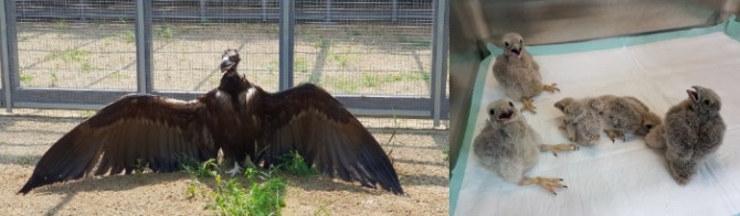 인천야생동물센터 에서 치료중인 독수리와 어미를 잃어  보호중인 황조롱이 새끼들. 