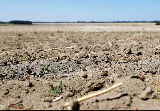 지구촌을 덮친 폭염과 가뭄으로 목초지가 말랐다. 곡물 수확 감소와 사료값 급등으로 농민들의 피해가 우려된다.