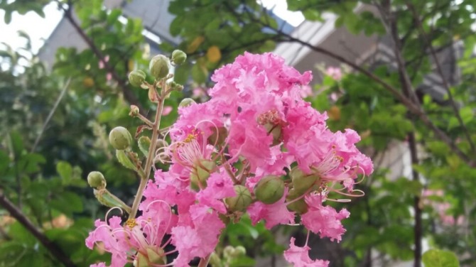 배롱나무 꽃